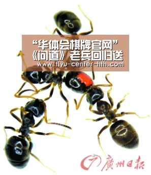 华体会棋牌